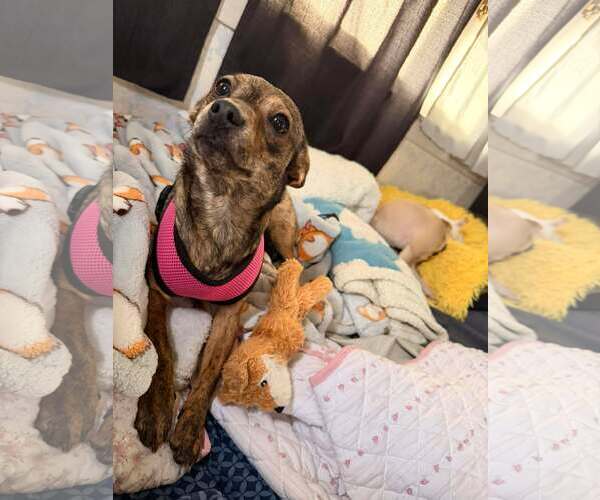 Medium Photo #2 Chihuahua-Unknown Mix Puppy For Sale in Visalia, CA, USA