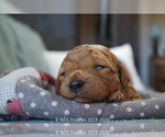 Small Photo #30 Goldendoodle Puppy For Sale in DENISON, TX, USA