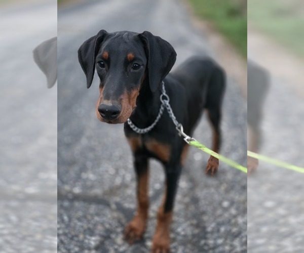 Medium Photo #2 Doberman Pinscher Puppy For Sale in WARSAW, IN, USA