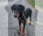 Small #1 Doberman Pinscher