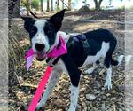 Small Border Collie Mix