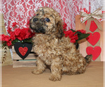 Small Photo #38 Poodle (Toy) Puppy For Sale in CHANUTE, KS, USA