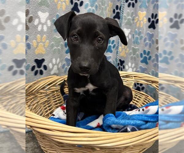Medium Photo #1 Labrador Retriever-Unknown Mix Puppy For Sale in Rosenberg, TX, USA