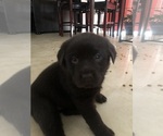 Small Photo #2 Labrador Retriever Puppy For Sale in CONOVER, NC, USA