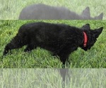 Small #7 German Shepherd Dog