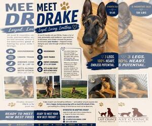 German Shepherd Dog Dogs for adoption in Woodbury, NY, USA