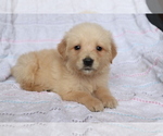 Small Photo #1 Golden Retriever Puppy For Sale in SHILOH, OH, USA