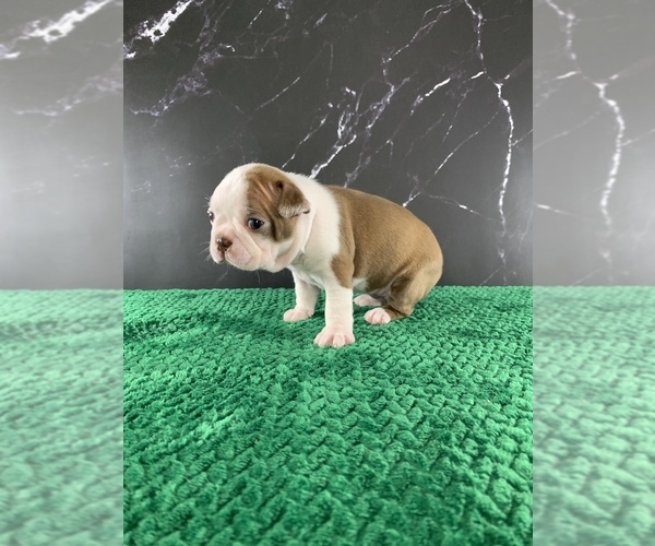Medium Photo #20 Boston Terrier Puppy For Sale in TULARE, CA, USA