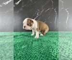 Small Photo #36 Boston Terrier Puppy For Sale in TULARE, CA, USA