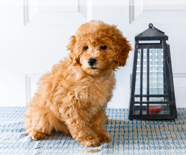 Medium Photo #5 Poodle (Toy) Puppy For Sale in WAKARUSA, IN, USA