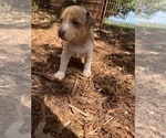 Small #6 Rat Terrier
