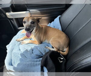 Chihuahua Dogs for adoption in Tarrytown, GA, USA