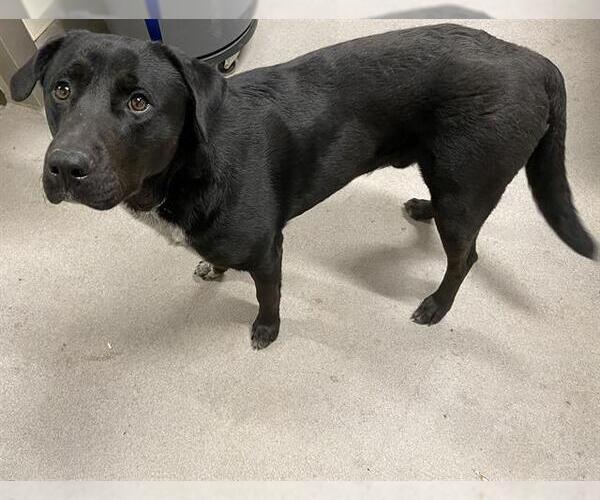 Medium Photo #1 Borador Puppy For Sale in Modesto, CA, USA