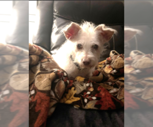 Mutt Dogs for adoption in Cranston, RI, USA