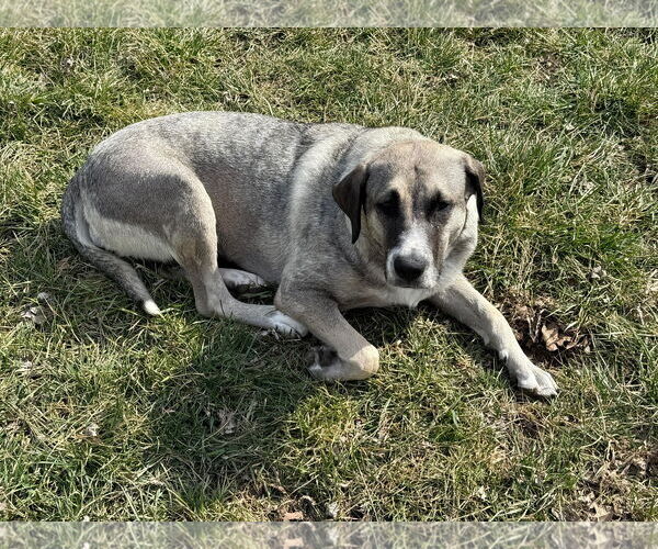 Medium Photo #17 Anatolian Shepherd-Unknown Mix Puppy For Sale in Germantown, OH, USA