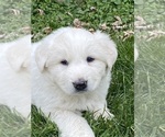 Small #3 Great Pyrenees