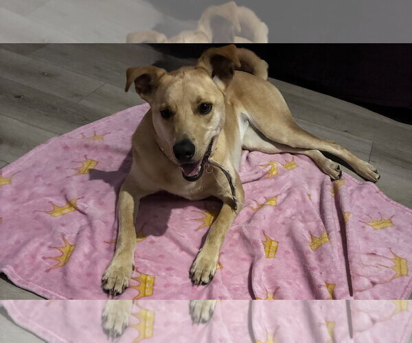 Medium Photo #5 Labrador Retriever-Unknown Mix Puppy For Sale in Plainfield, IL, USA