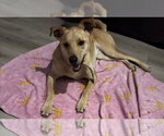 Small #4 Labrador Retriever Mix