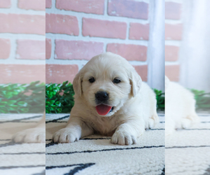 English Cream Golden Retriever Puppy for sale in SYRACUSE, IN, USA