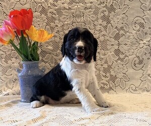 English Springer Spaniel Puppy for sale in OWEN, WI, USA