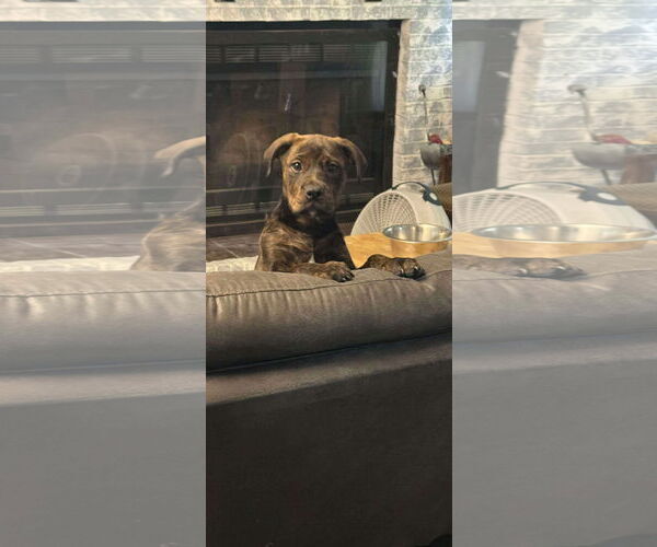 Medium Photo #1 Labrador Retriever-Unknown Mix Puppy For Sale in Sanford, FL, USA
