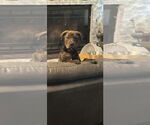 Small Labrador Retriever Mix