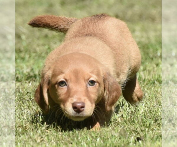 Medium Photo #1 Dachsador Puppy For Sale in Mechanicsburg, PA, USA