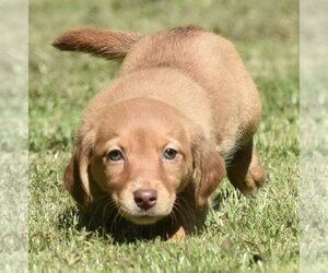 Dachsador Dogs for adoption in Mechanicsburg, PA, USA