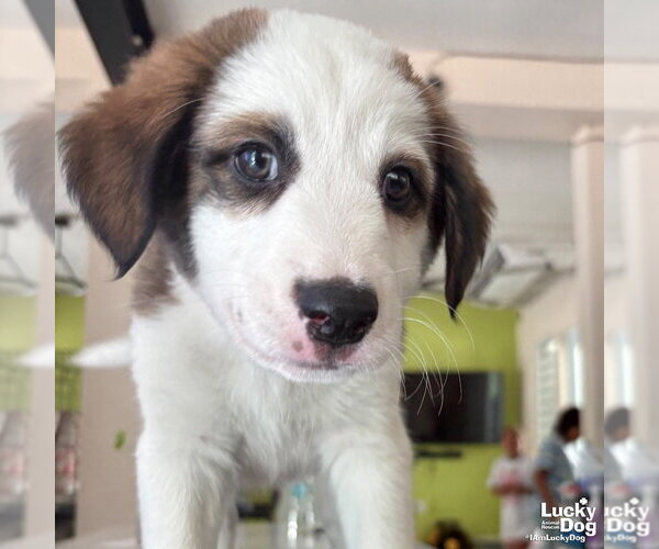 Medium Photo #1 Mutt Puppy For Sale in Washington, DC, USA