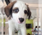 Small Mutt