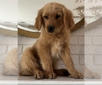 Small Photo #5 Golden Retriever Puppy For Sale in DENTON, TX, USA