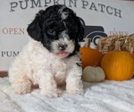Small #1 Poodle (Miniature)