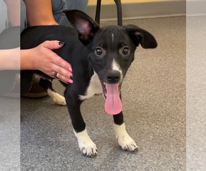 Mutt Dogs for adoption in Low Moor, VA, USA
