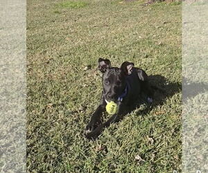 Pug-Unknown Mix Dogs for adoption in Virginia Beach, VA, USA