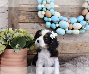Cavalier King Charles Spaniel Puppy for sale in HONEY BROOK, PA, USA