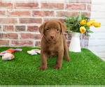 Small #4 Labrador Retriever