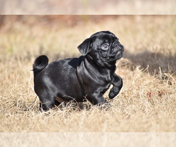 Medium Photo #3 Pug Puppy For Sale in PALM COAST, FL, USA