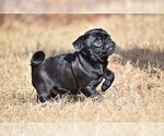 Small #2 Pug