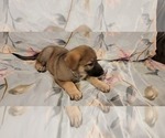 Small Photo #14 German Shepherd Dog Puppy For Sale in ANKENY, IA, USA