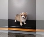 Small Photo #3 Pembroke Welsh Corgi Puppy For Sale in INDIANAPOLIS, IN, USA