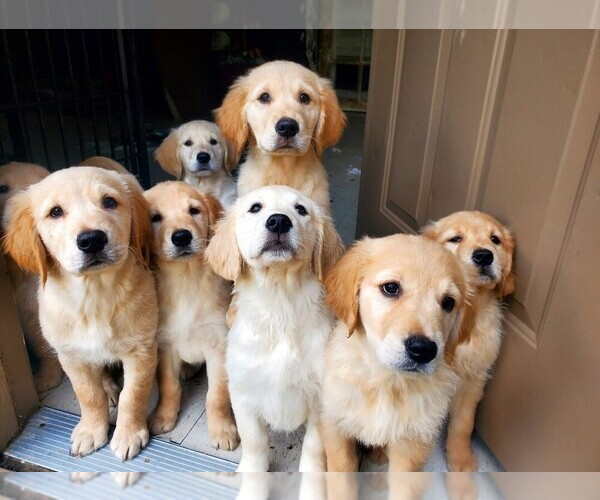Medium Photo #2 Golden Retriever Puppy For Sale in LOS ANGELES, CA, USA