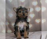 Small Photo #4 Yorkshire Terrier Puppy For Sale in WARSAW, IN, USA