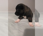 Small #3 Akita