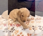 Small #5 Goldendoodle