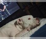 Small American Staffordshire Terrier