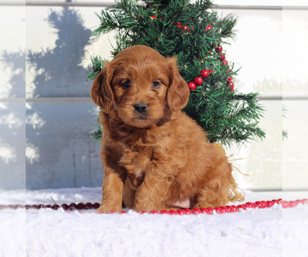 Medium Photo #4 Goldendoodle (Miniature) Puppy For Sale in CHRISTIANA, PA, USA