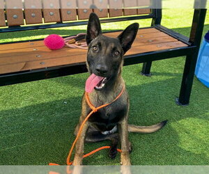 Mutt Dogs for adoption in Orange, CA, USA
