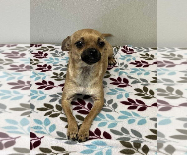 Medium Photo #3 Chihuahua-Unknown Mix Puppy For Sale in Osgood, IN, USA