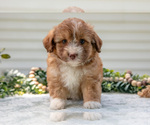 Small Photo #28 Aussiedoodle Miniature  Puppy For Sale in MILLERSBURG, OH, USA
