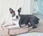 Small Photo #1 Boston Terrier Puppy For Sale in SALISBURY, MD, USA